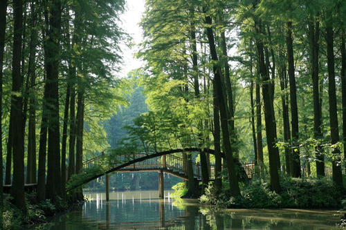 森林康養(yǎng)專題研究